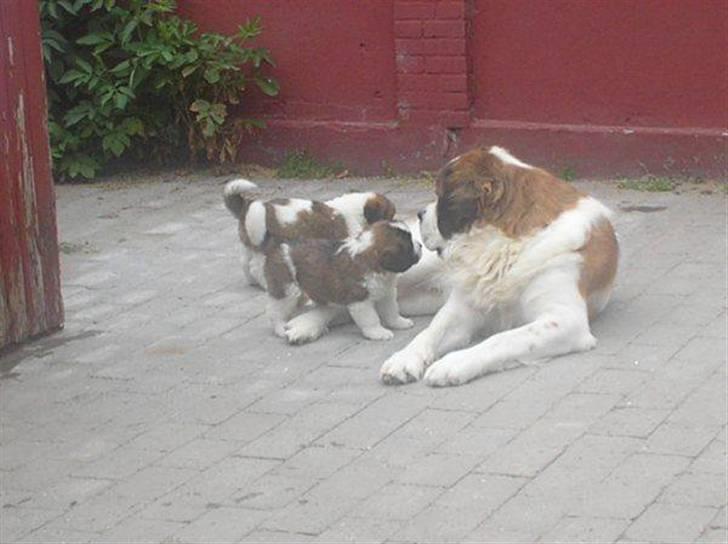 Sankt bernhardshund Zesse billede 3