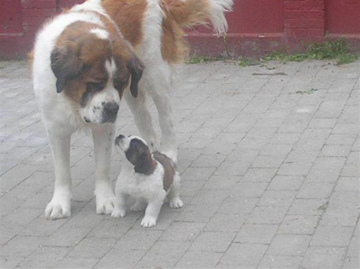 Sankt bernhardshund Zesse billede 4