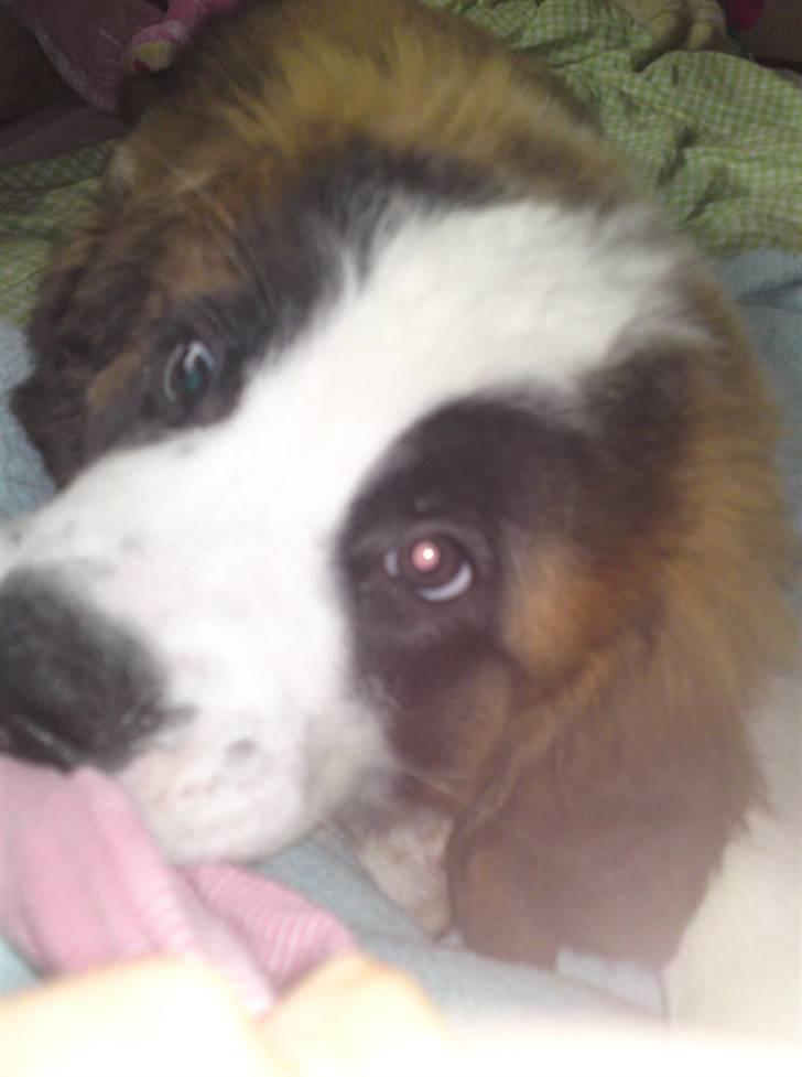 Sankt bernhardshund Zesse billede 8