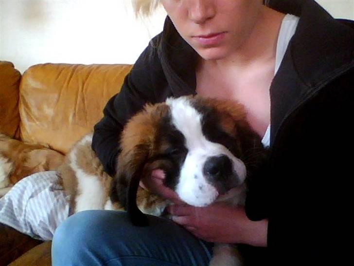 Sankt bernhardshund Zesse billede 10