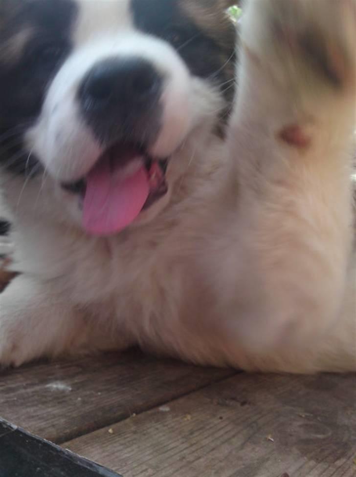 Sankt bernhardshund Zesse billede 13