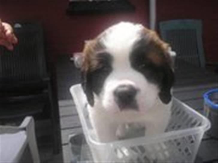 Sankt bernhardshund Zesse billede 14