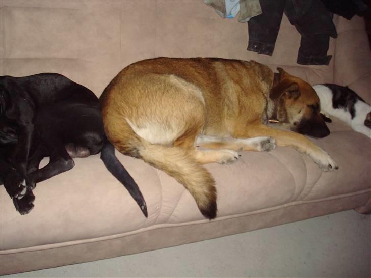 Blanding af racer Max billede 11