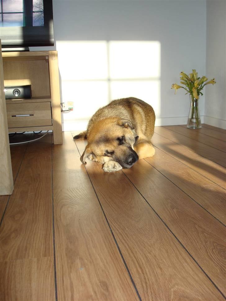 Blanding af racer Max billede 12