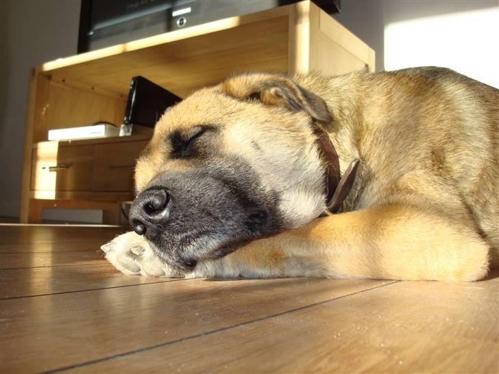 Blanding af racer Max billede 13