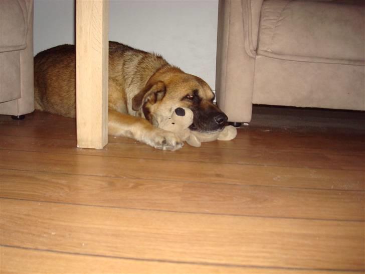 Blanding af racer Max billede 16