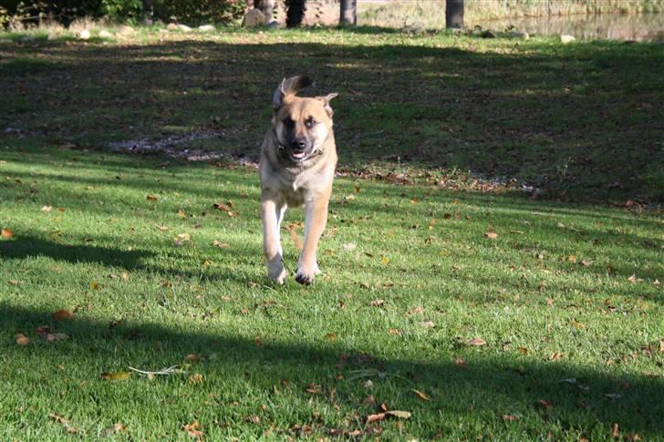 Blanding af racer Max billede 17