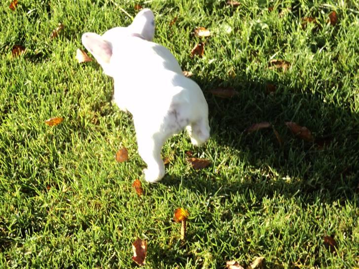 Fransk bulldog Fru. ludvigsen billede 5