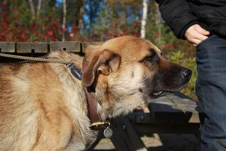 Blanding af racer Max billede 18