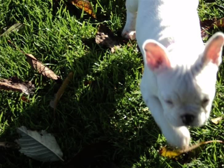 Fransk bulldog Fru. ludvigsen billede 6