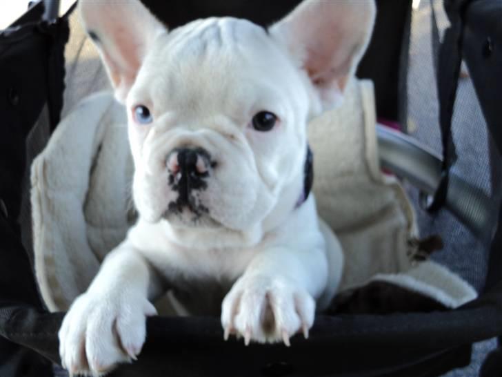 Fransk bulldog Fru. ludvigsen - godt med et lift billede 7