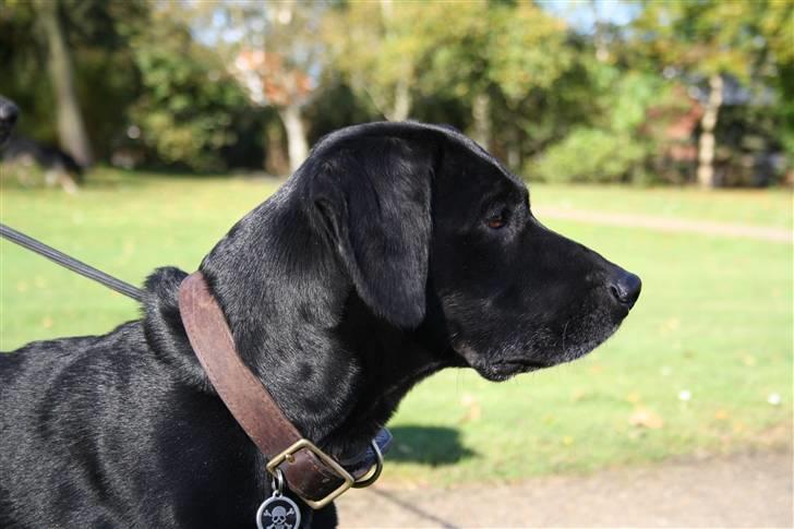 Blanding af racer Boogie  billede 14