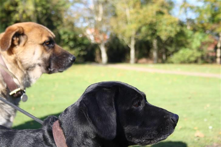 Blanding af racer Boogie  billede 15