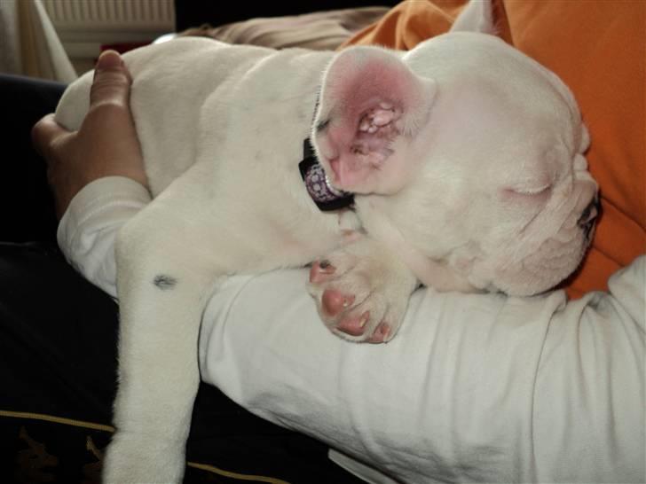 Fransk bulldog Fru. ludvigsen billede 8