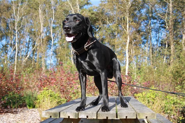 Blanding af racer Boogie  billede 16