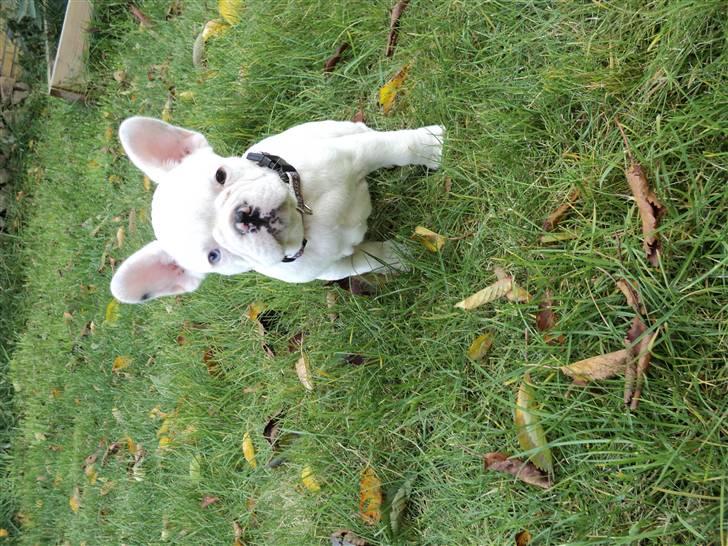 Fransk bulldog Fru. ludvigsen billede 9