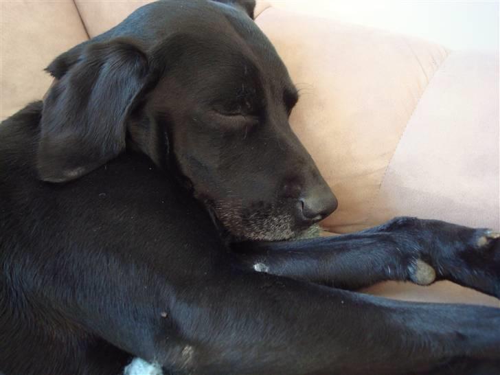 Blanding af racer Boogie  billede 17