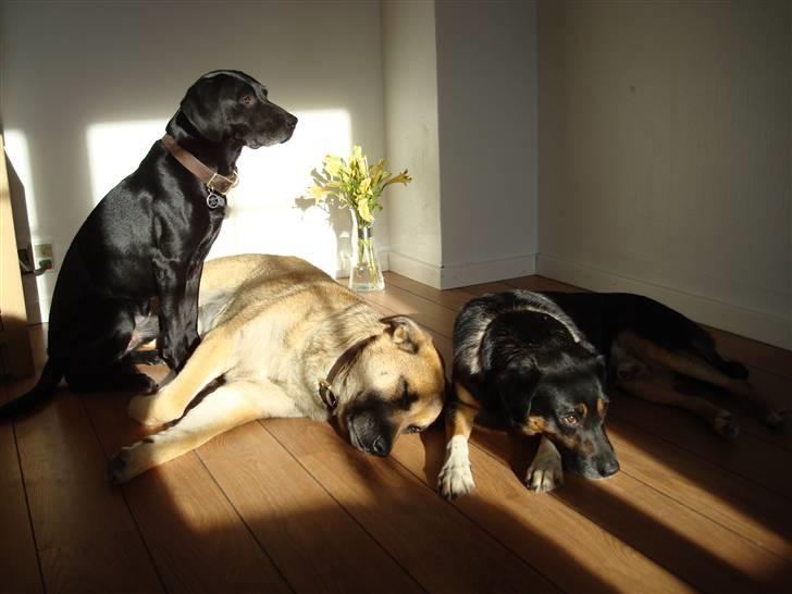 Blanding af racer Boogie  billede 18