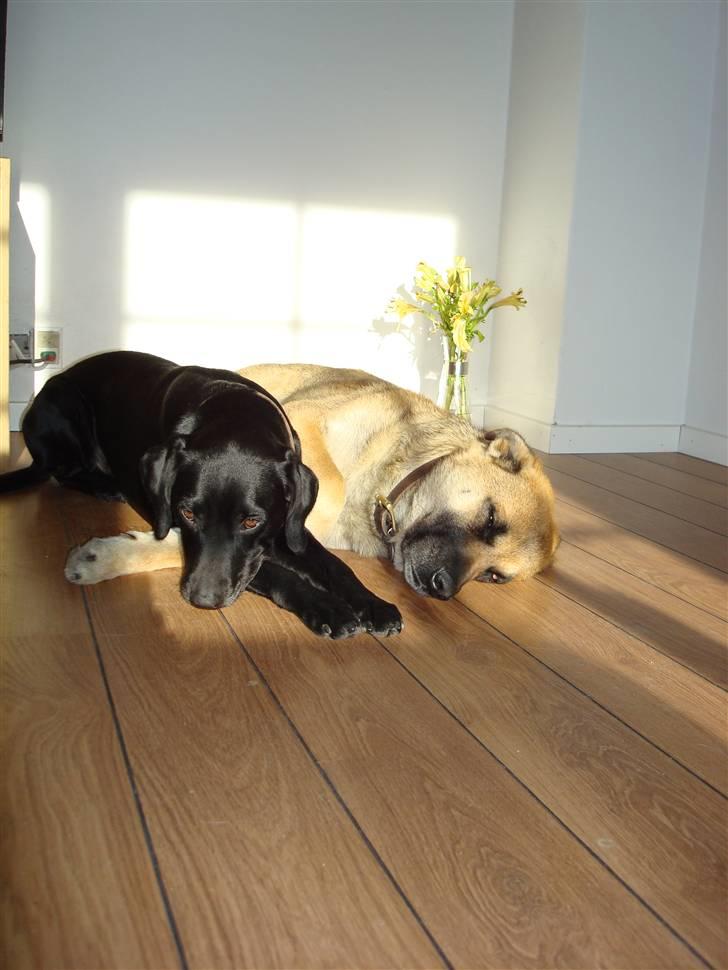 Blanding af racer Boogie  billede 19