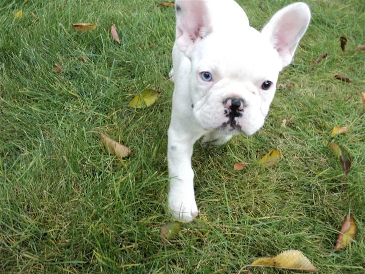 Fransk bulldog Fru. ludvigsen billede 10