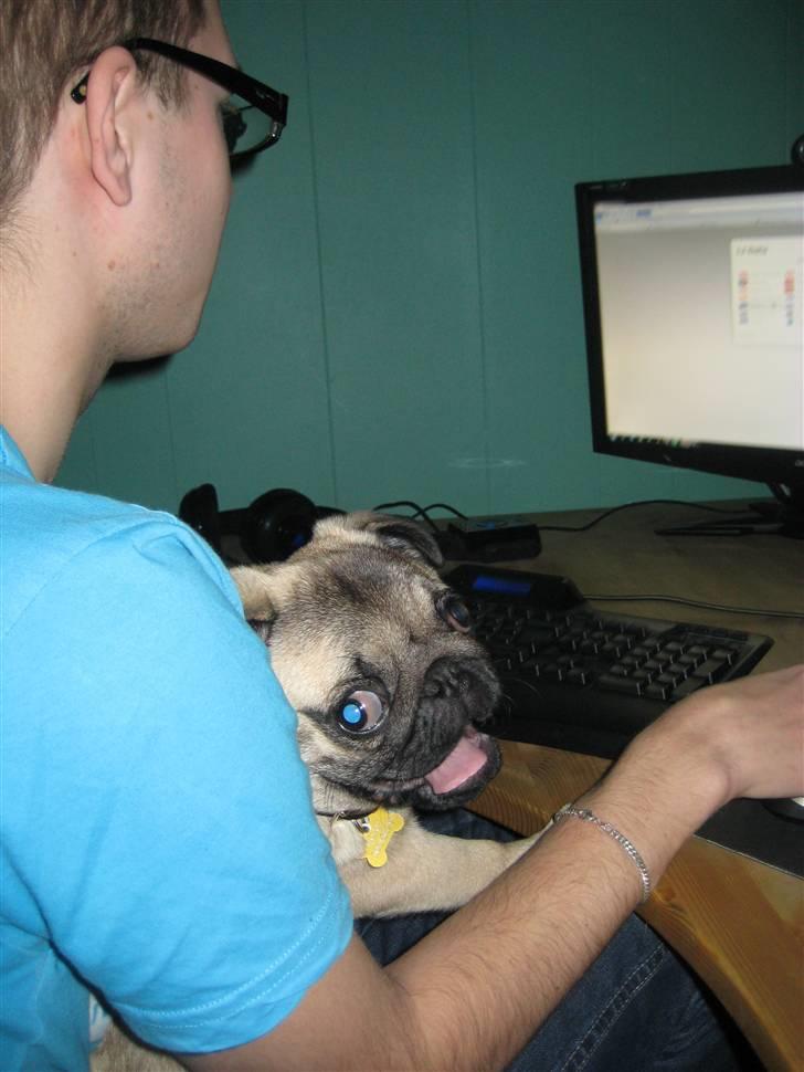 Mops Noah - Jeg sidder og spiller computer  :D billede 11