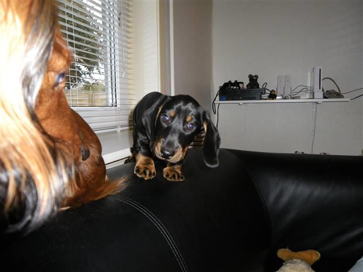 Gravhund Junior billede 7