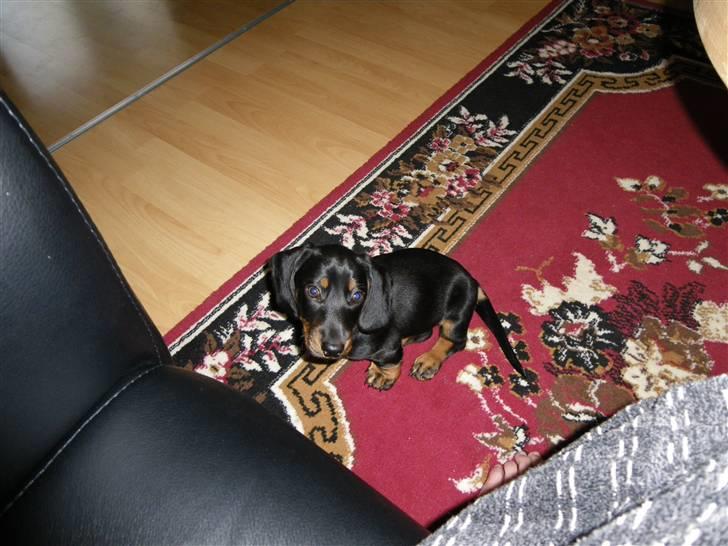 Gravhund Junior billede 8