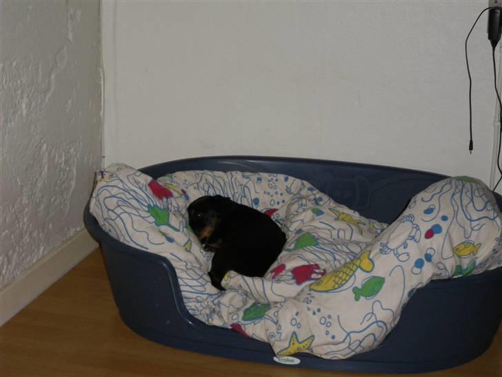 Gravhund Junior - Lille hund i stor kurv :-) billede 9