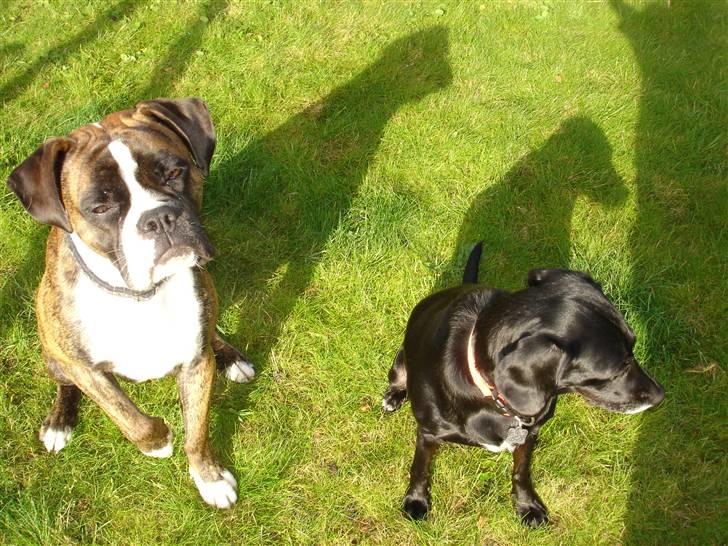 Boxer Primo - Primo og Bella billede 9