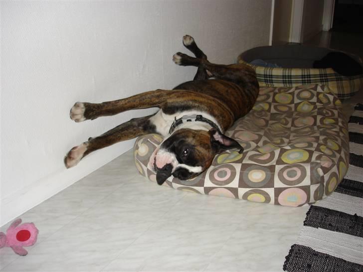 Boxer Primo - Går på væggen. billede 10