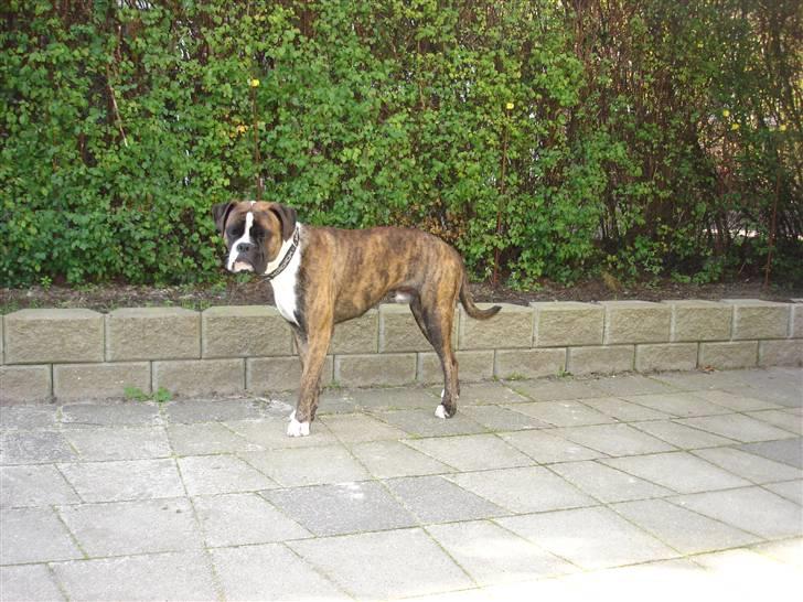 Boxer Primo billede 11