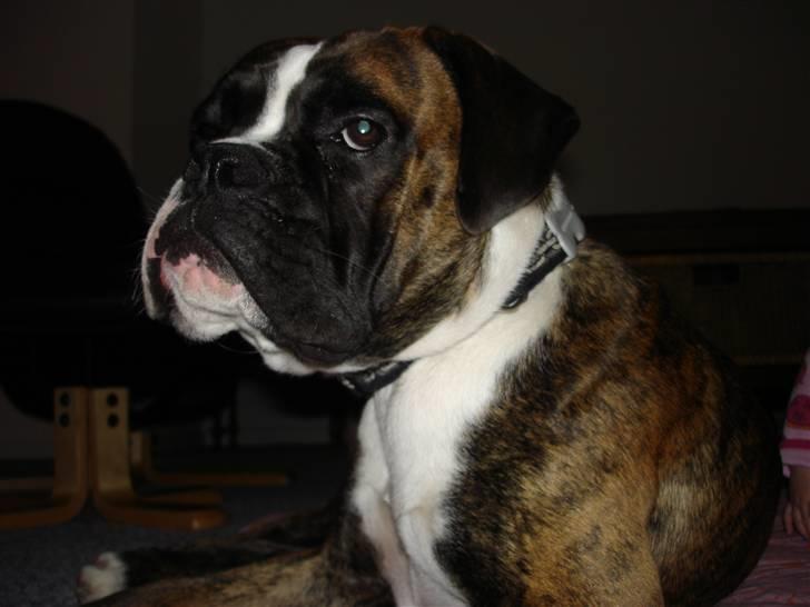 Boxer Primo billede 12
