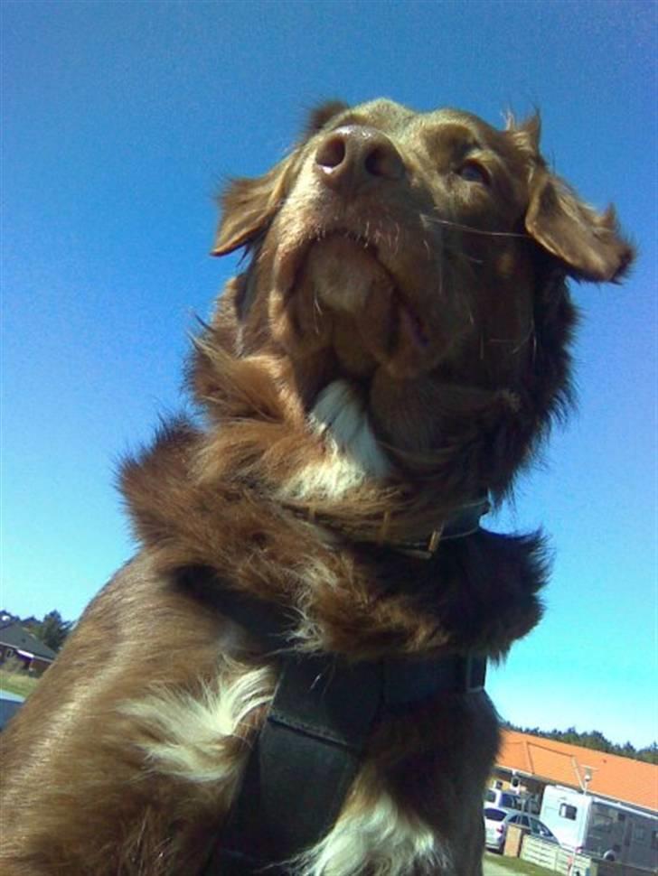 Blanding af racer Elvis billede 1