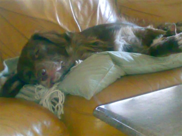 Blanding af racer Elvis billede 2