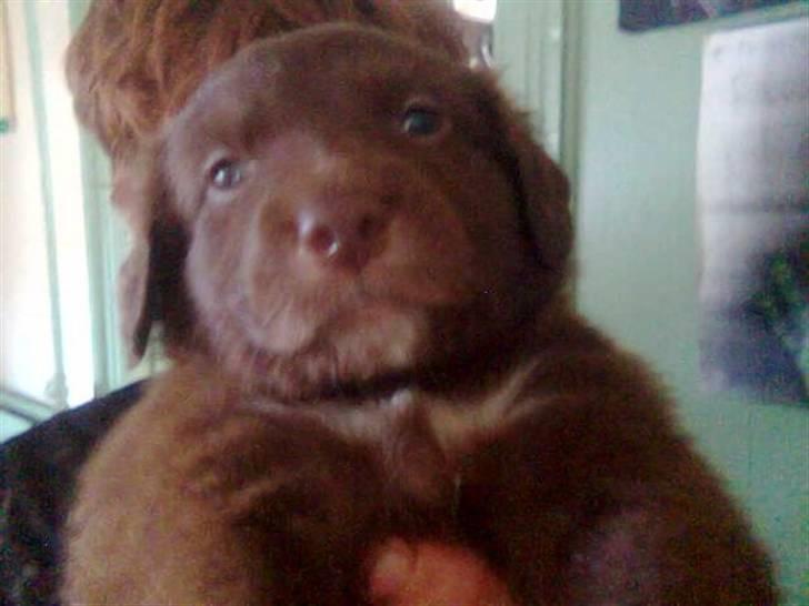 Blanding af racer Elvis billede 3