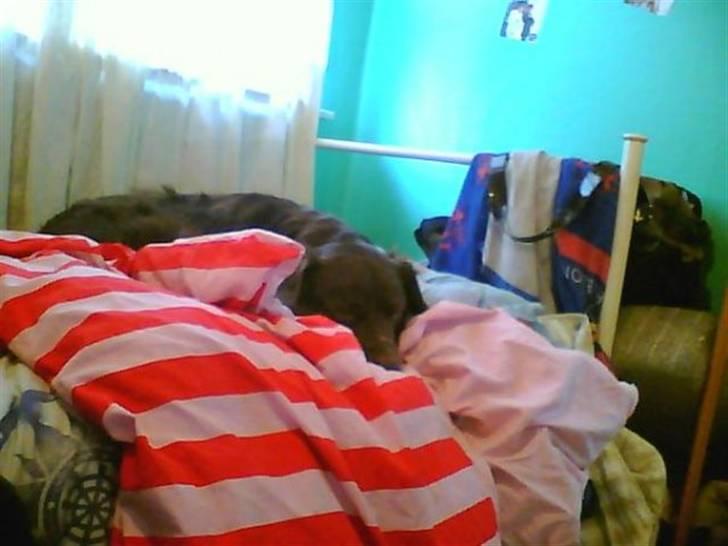 Blanding af racer Elvis billede 4