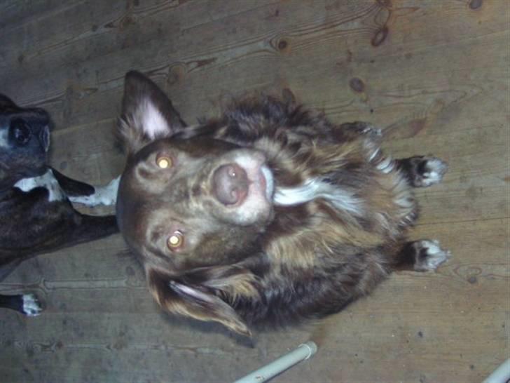 Blanding af racer Elvis billede 5