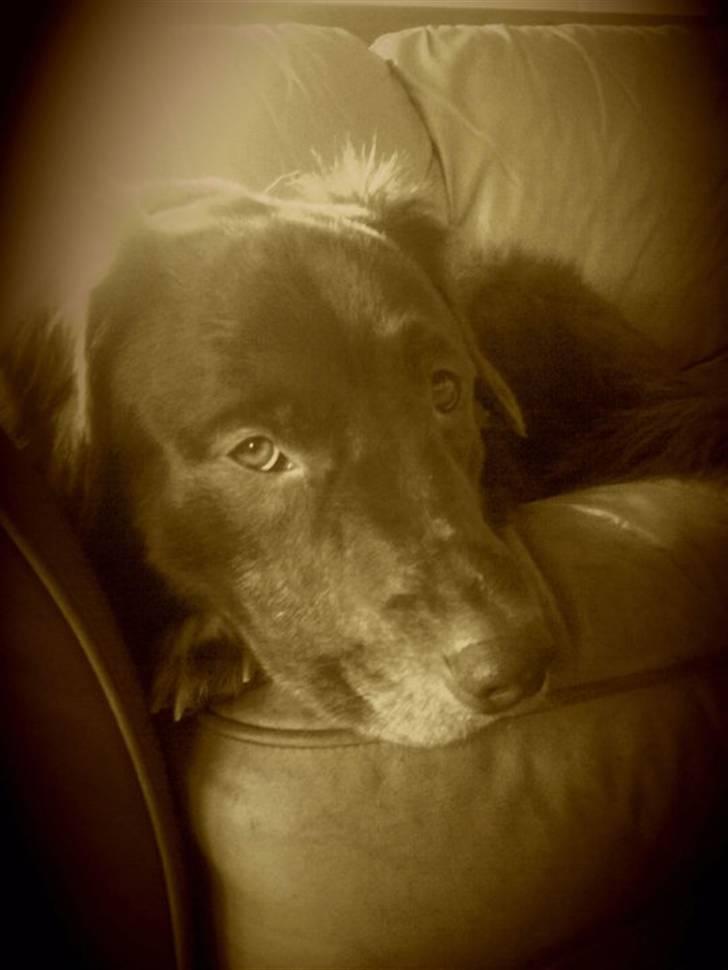 Blanding af racer Elvis billede 7