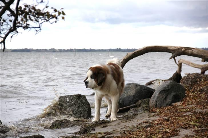 Sankt bernhardshund Samson * MIN MORS* billede 15