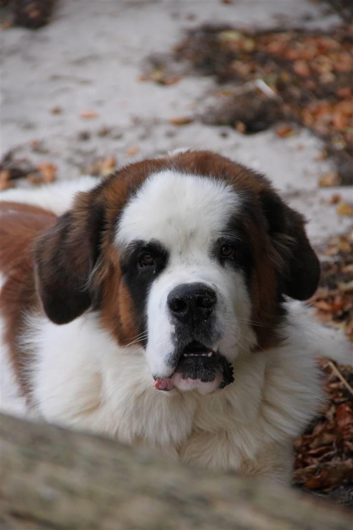 Sankt bernhardshund Samson * MIN MORS* billede 16