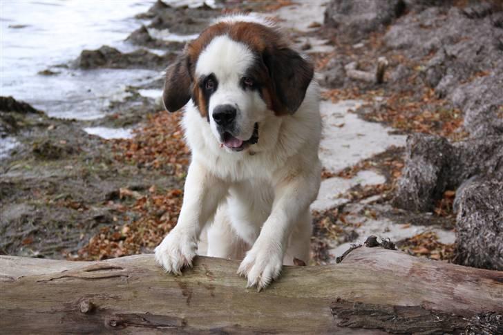 Sankt bernhardshund Samson * MIN MORS* billede 17