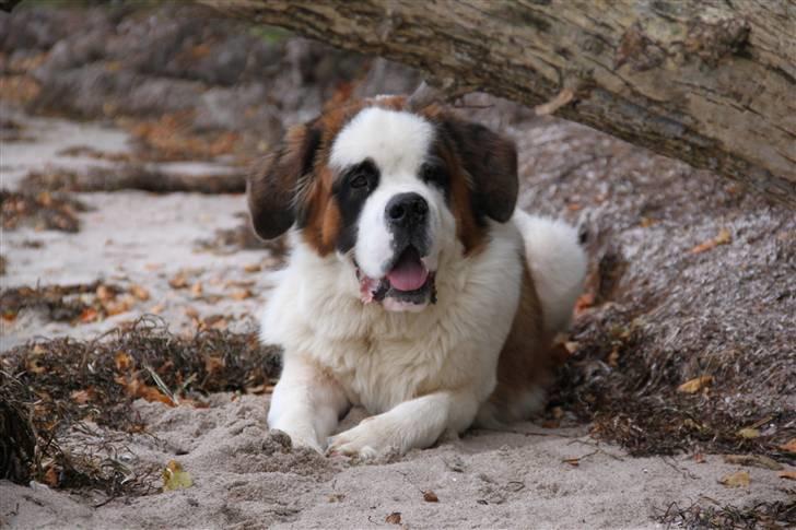 Sankt bernhardshund Samson * MIN MORS* billede 18