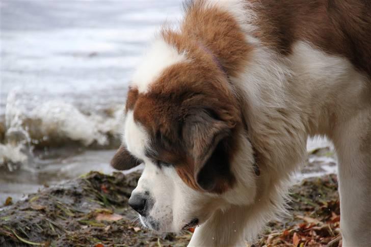 Sankt bernhardshund Samson * MIN MORS* billede 19