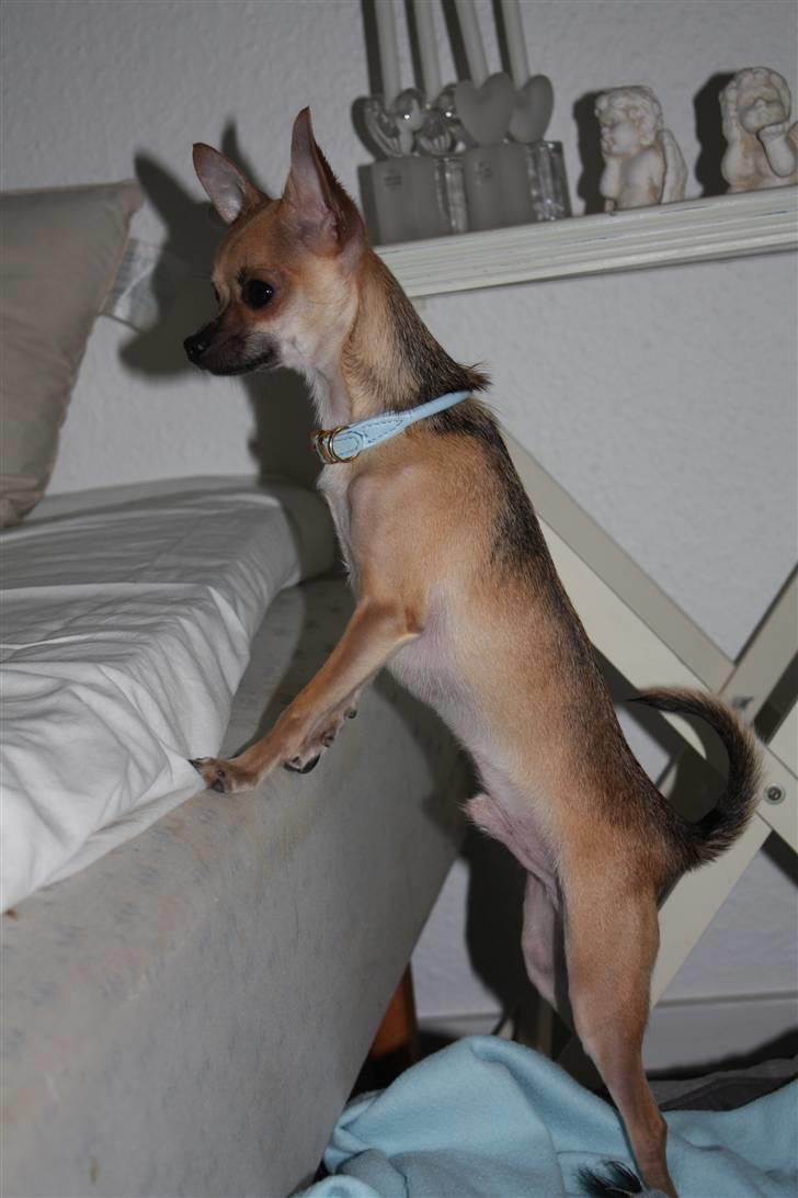 Chihuahua '~'Bailey'~' (Basse mand) - Se hvor stor jeg er mor;O) billede 4