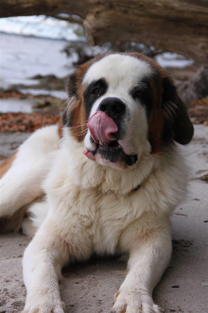 Sankt bernhardshund Samson * MIN MORS* billede 20