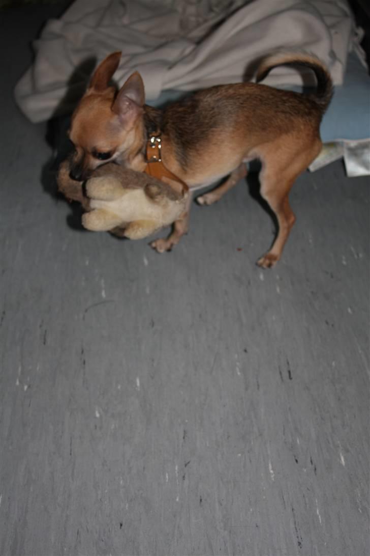 Chihuahua '~'Bailey'~' (Basse mand) - Nupper lige Siv sove bamse. Tror ikke hun ser mig. Hi hi;O)) billede 6