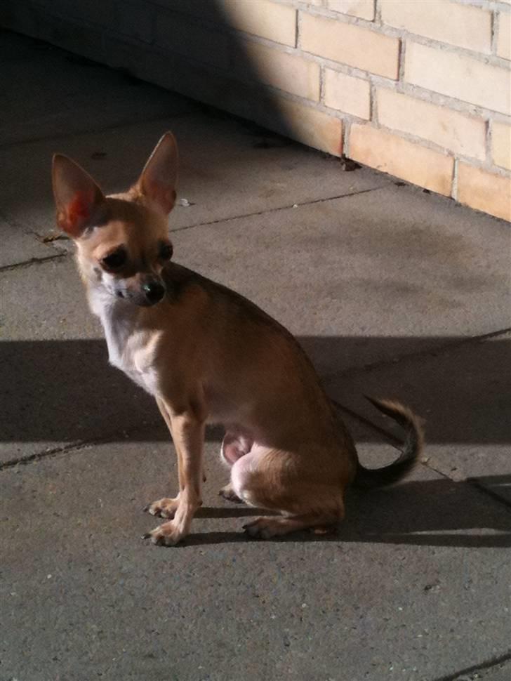 Chihuahua '~'Bailey'~' (Basse mand) - Her sidder jeg ude i den dejlige forårs sol:O) Så dejligt:O)) billede 7