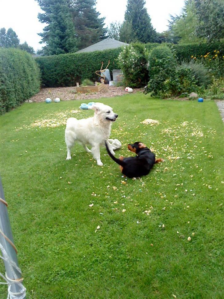 Rottweiler Ditlev (: - Det er vidst sidste gang Ma for lov til at mule Ditlev :D billede 18