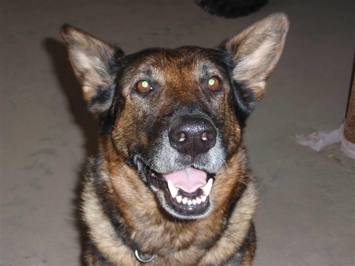 Schæferhund Sussi <3 - Welkommen til " Sussi´s" profil billede 1