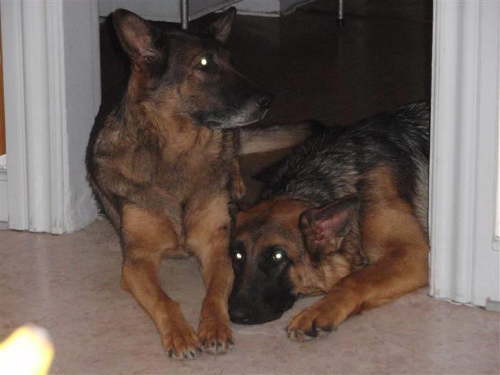 Schæferhund Sussi <3 billede 2